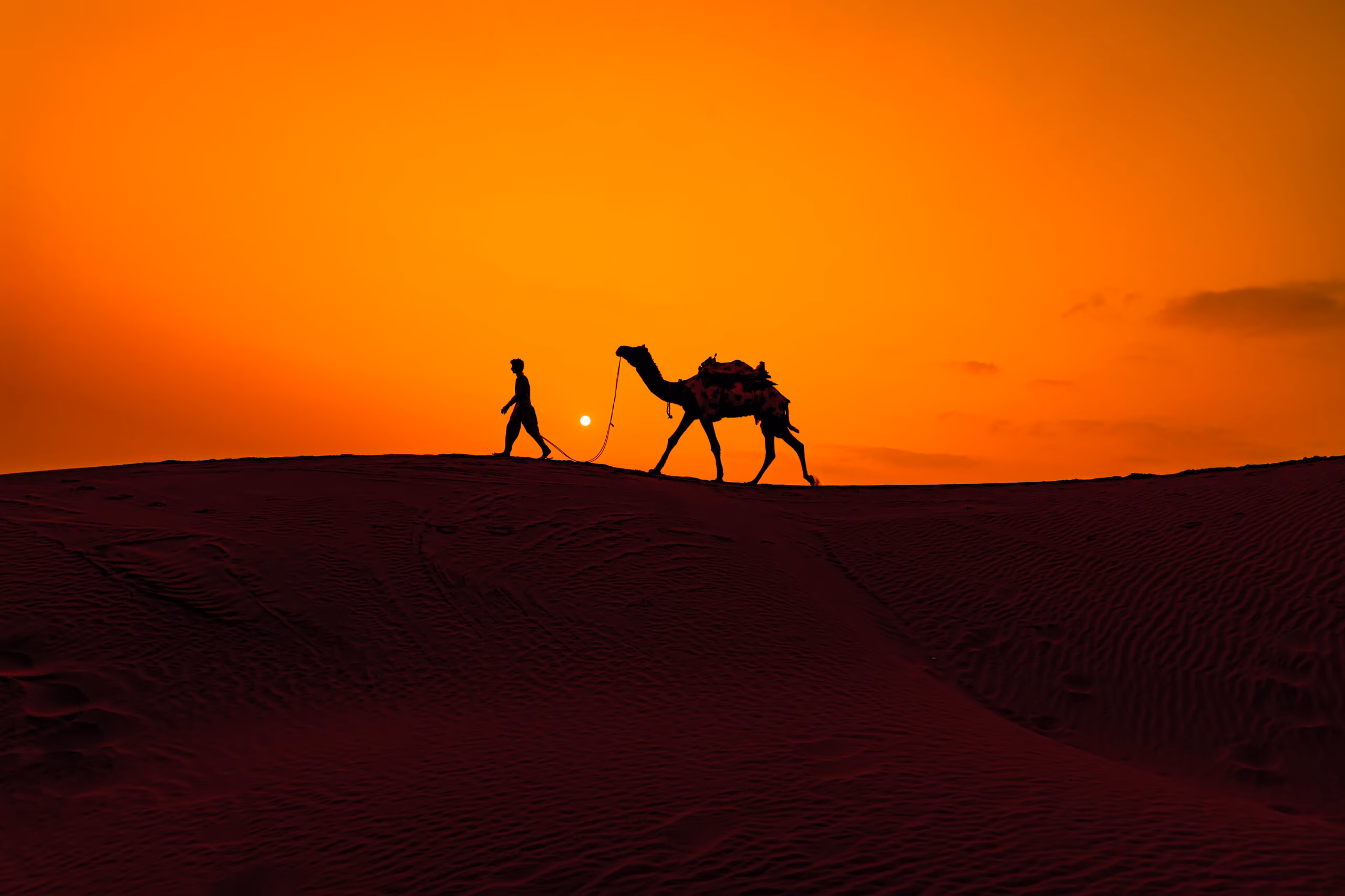 Camel in Desert